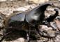 Preview: Xylotrupes gideon borneensis L3 Larve Preview: Xylotrupes gideon borneensis L3 Larve