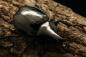 Preview: Xylotrupes beckeri L3 Larve Preview: Xylotrupes beckeri L3 Larve
