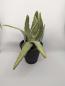 Preview: Aloevera