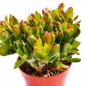 Preview: Crassula ovata "hobbit" im 10cm Topf Preview: Crassula ovata "hobbit" im 10cm Topf