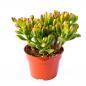 Preview: Crassula ovata "hobbit" im 10cm Topf Preview: Crassula ovata "hobbit" im 10cm Topf