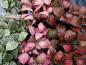 Preview: Fittonia - Mix - 3 Pflanzen Preview: Fittonia - Mix - 3 Pflanzen