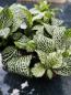 Preview: Fittonia - Mix - 3 Pflanzen Preview: Fittonia - Mix - 3 Pflanzen