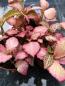 Preview: Fittonia - Mix - 3 Pflanzen Preview: Fittonia - Mix - 3 Pflanzen