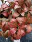 Preview: Fittonia - Mix - 3 Pflanzen Preview: Fittonia - Mix - 3 Pflanzen