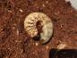 Preview: Xylotrupes gideon borneensis L3 Larve Preview: Xylotrupes gideon borneensis L3 Larve