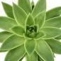 Preview: Echeveria agavoides "groß" im 12cm Topf Preview: Echeveria agavoides "groß" im 12cm Topf