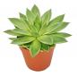 Preview: Echeveria agavoides "groß" im 12cm Topf Preview: Echeveria agavoides "groß" im 12cm Topf