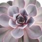 Preview: Echeveria Perle von Nürnberg "groß" im 12cm Topf Preview: Echeveria Perle von Nürnberg "groß" im 12cm Topf
