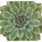 Preview: Echeveria pulidonis "groß" im 12cm Topf Preview: Echeveria pulidonis "groß" im 12cm Topf