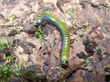 gelb-gestr. Tausendfüßer (A. monilicornis)