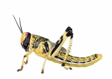 Wüstenheuschrecken subadult 400 Stück