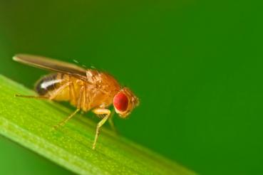 Drosophila hydei (groß) Zuchtansatz 0,5l
