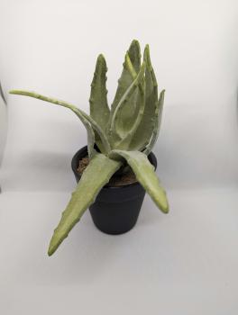 Aloevera