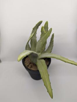 Terrariumpflanze