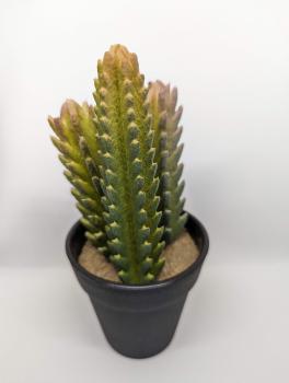 Terrarienkaktus