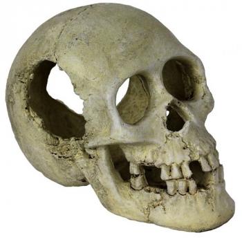 Sleeping Hollow Skull 16x10x12cm (LxBxH)
