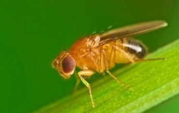 Drosophila melanogaster (klein) Zuchtansatz 0,5l