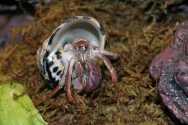 Coenobita clypeatus - Landeinsiedlerkrebs, large