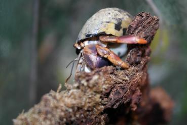Coenobita clypeatus - Landeinsiedlerkrebs, large