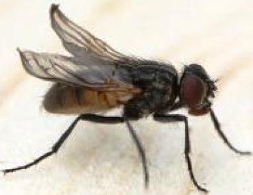 Terfly flugunfähige Stubenfliege