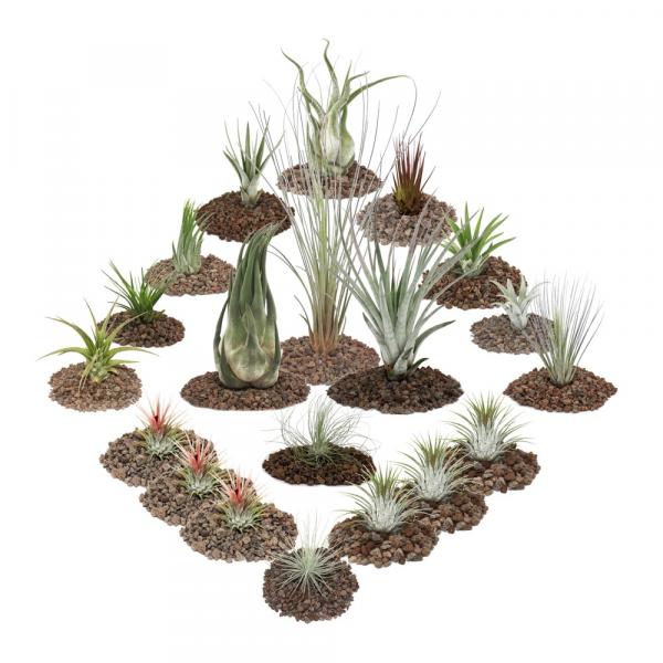 Tilandsienmix 20er Set incl. 3 XXL Pflanzen Tilandsienmix 20er Set incl. 3 XXL Pflanzen