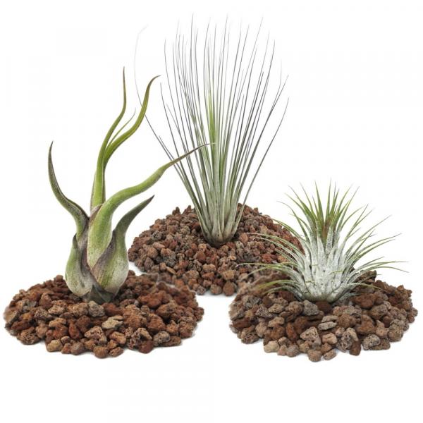 Tilandsienmix 3er Set (ionantha, juncea, caput medusa) Tilandsienmix 3er Set (ionantha, juncea, caput medusa)