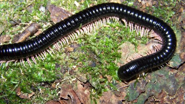 dendrostreptus macracanthus dendrostreptus macracanthus