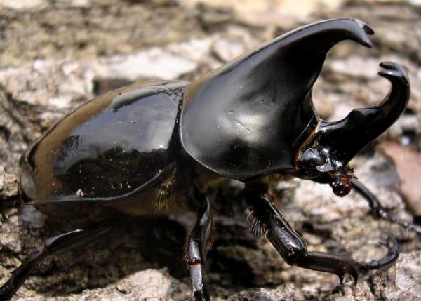 Xylotrupes gideon borneensis L3 Larve Xylotrupes gideon borneensis L3 Larve