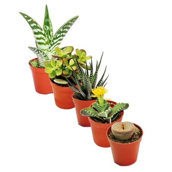 Sukkulentenmix 5 Pflanzen im 5,5cm Topf Sukkulentenmix 5 Pflanzen im 5,5cm Topf