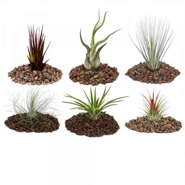 Tilandsienmix 6er Set Tilandsienmix 6er Set