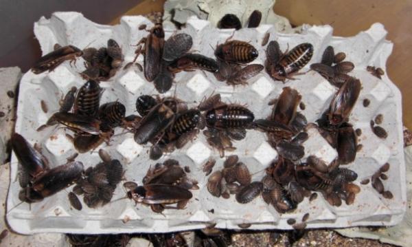 argentinische Waldschabe Zuchtansatz argentinische Waldschabe Zuchtansatz