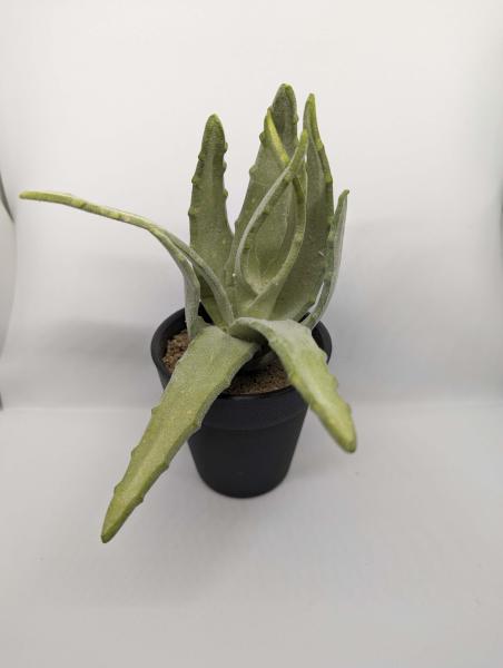 Aloevera