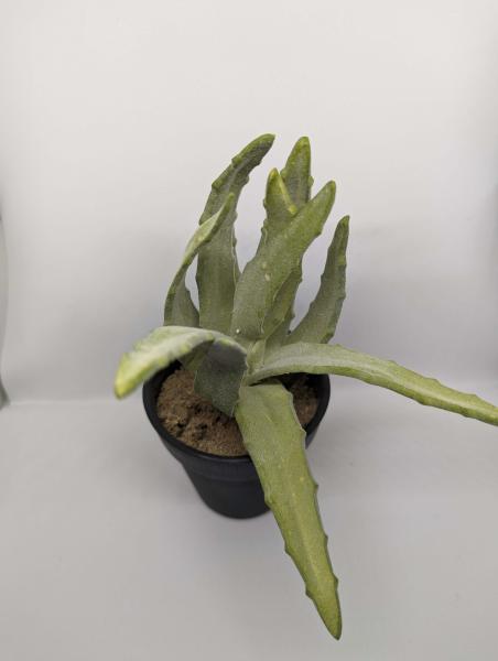 Terrariumpflanze