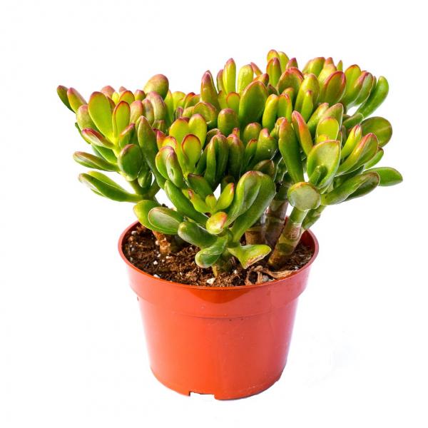 Crassula ovata "hobbit" im 10cm Topf Crassula ovata "hobbit" im 10cm Topf