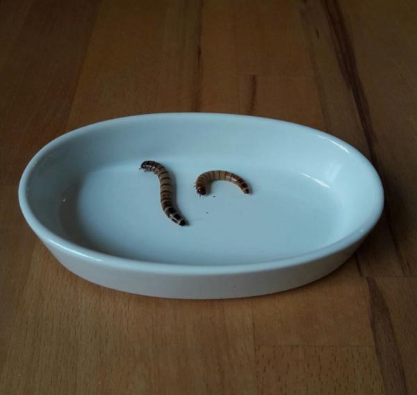 Futter-/Wasserschale oval