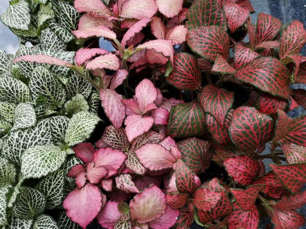 Fittonia - Mix - 3 Pflanzen Fittonia - Mix - 3 Pflanzen