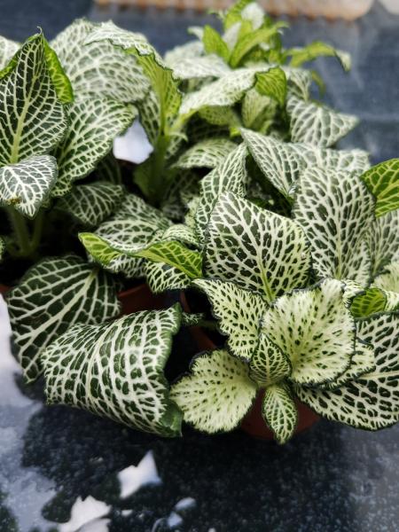 Fittonia - Mix - 3 Pflanzen Fittonia - Mix - 3 Pflanzen