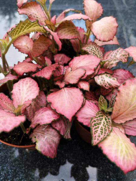 Fittonia - Mix - 3 Pflanzen Fittonia - Mix - 3 Pflanzen