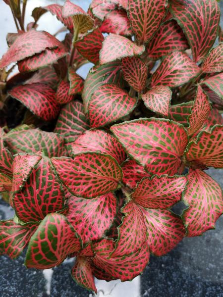 Fittonia - Mix - 3 Pflanzen Fittonia - Mix - 3 Pflanzen