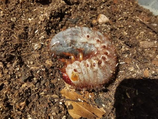Xylotrupes beckeri L3 Larve Xylotrupes beckeri L3 Larve