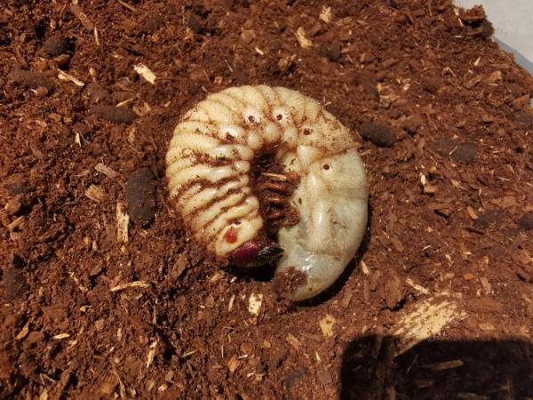 Xylotrupes gideon borneensis L3 Larve Xylotrupes gideon borneensis L3 Larve