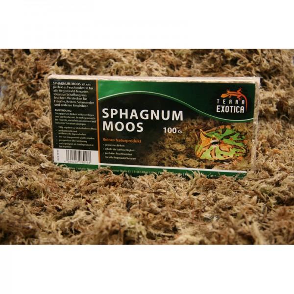 Sphagnum Moos Sphagnum Moos