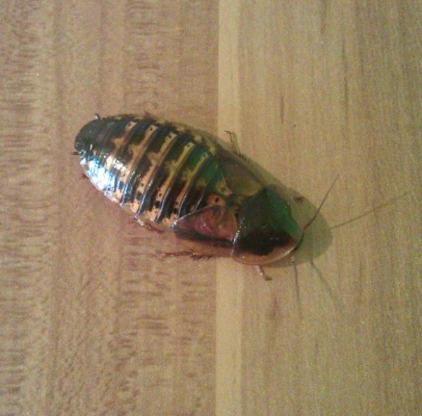 argentinische Waldschabe adult 1 kg