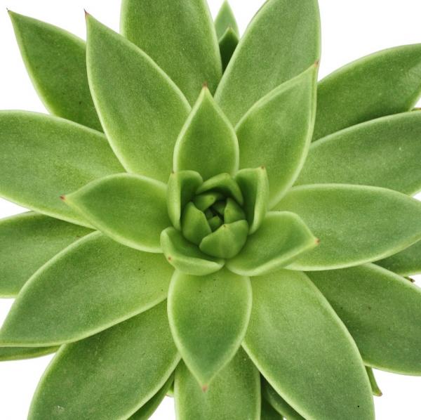 Echeveria agavoides "groß" im 12cm Topf Echeveria agavoides "groß" im 12cm Topf