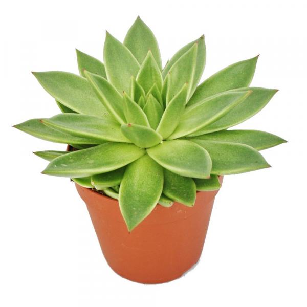 Echeveria agavoides "groß" im 12cm Topf Echeveria agavoides "groß" im 12cm Topf