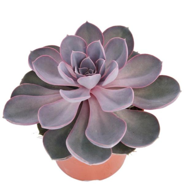 Echeveria Perle von Nürnberg "groß" im 12cm Topf Echeveria Perle von Nürnberg "groß" im 12cm Topf
