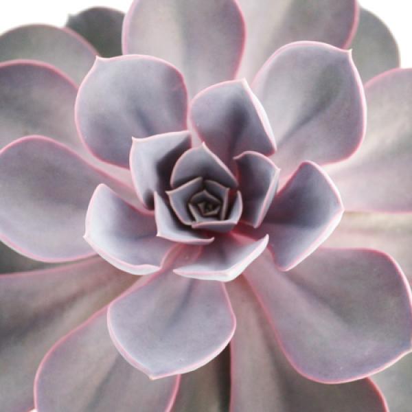 Echeveria Perle von Nürnberg "groß" im 12cm Topf Echeveria Perle von Nürnberg "groß" im 12cm Topf
