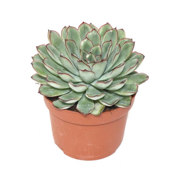 Echeveria pulidonis "groß" im 12cm Topf Echeveria pulidonis "groß" im 12cm Topf