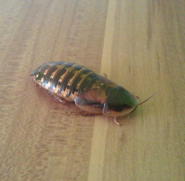 argentinische Waldschabe adult 1kg